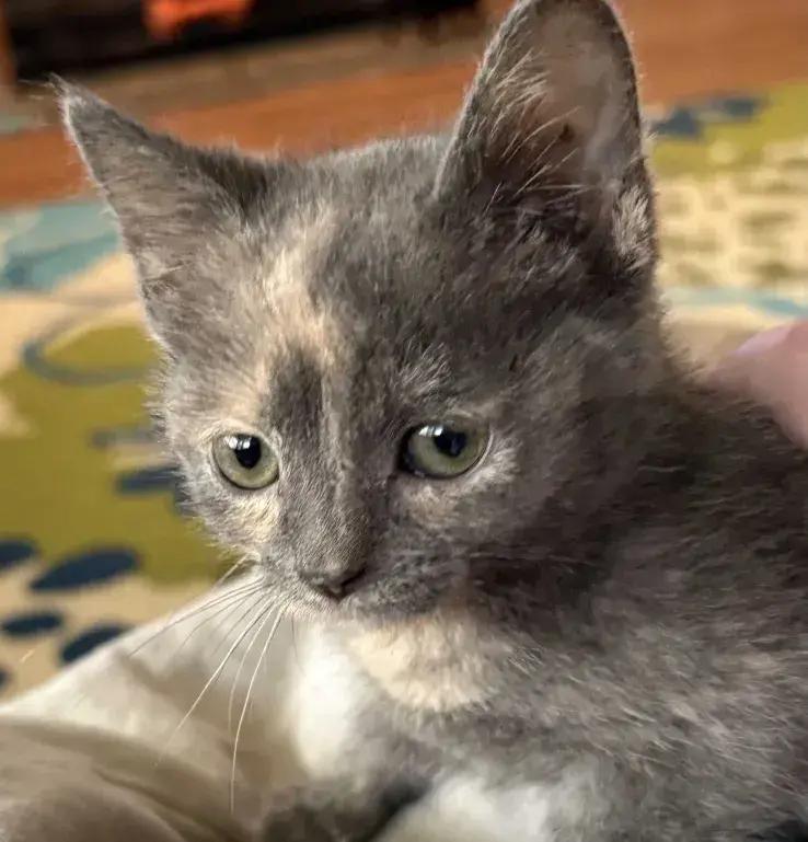 Enlarge Nuggetz, a Adoptable Domestic Short Hair in Grand Rapids, MI image 2/6