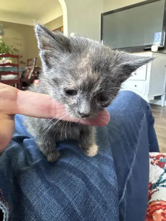 Enlarge Nuggetz, a Adoptable Domestic Short Hair in Grand Rapids, MI image 3/6