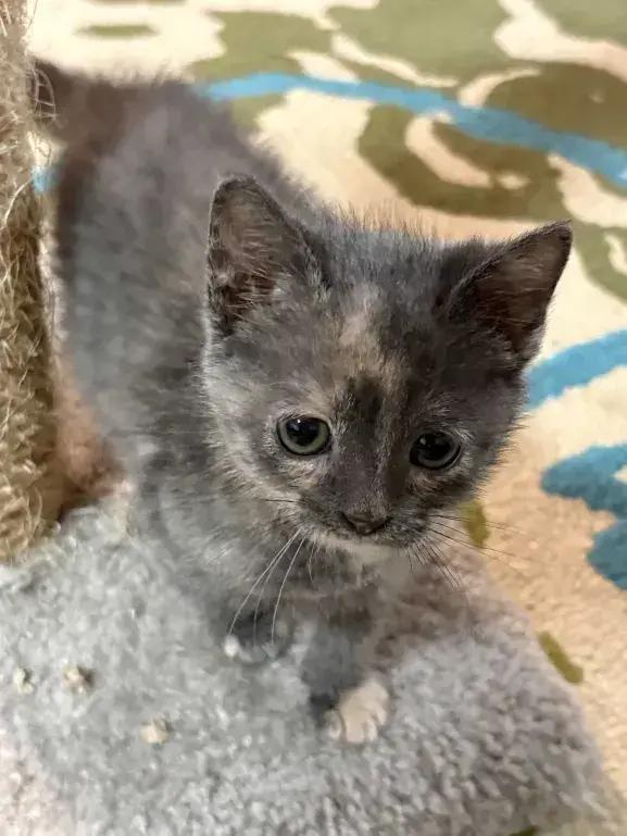 Enlarge Nuggetz, a Adoptable Domestic Short Hair in Grand Rapids, MI image 4/6