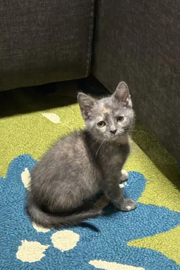 Enlarge Nuggetz, a Adoptable Domestic Short Hair in Grand Rapids, MI image 5/6