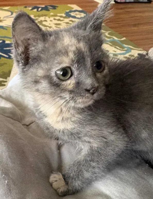 Enlarge Nuggetz, a Adoptable Domestic Short Hair in Grand Rapids, MI image 6/6
