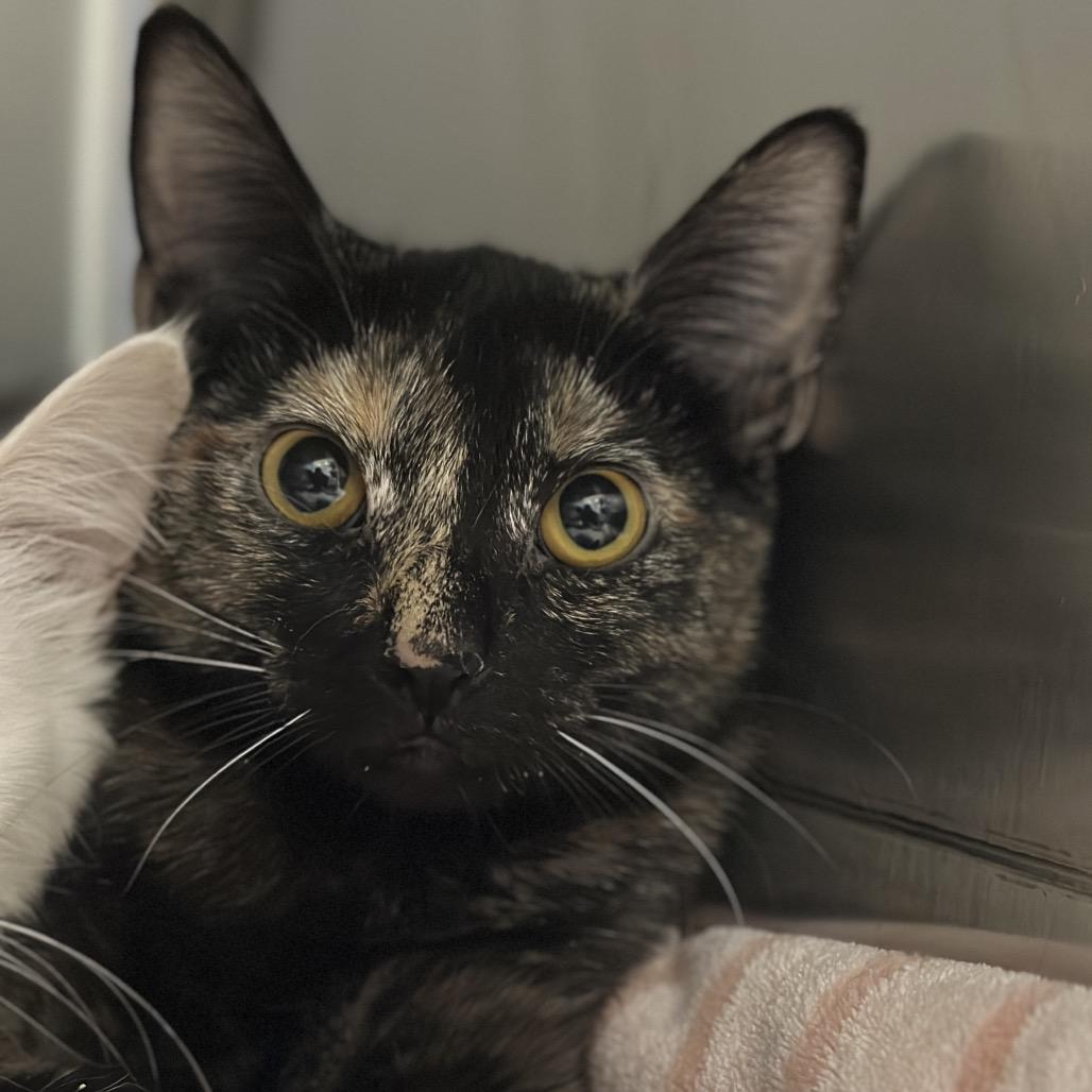 Costume, Adoptable, Young Female Domestic Short Hair.