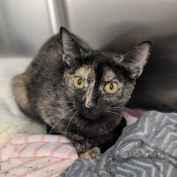Enlarge Costume, a Adoptable Domestic Short Hair in Matteson, IL image 2/2