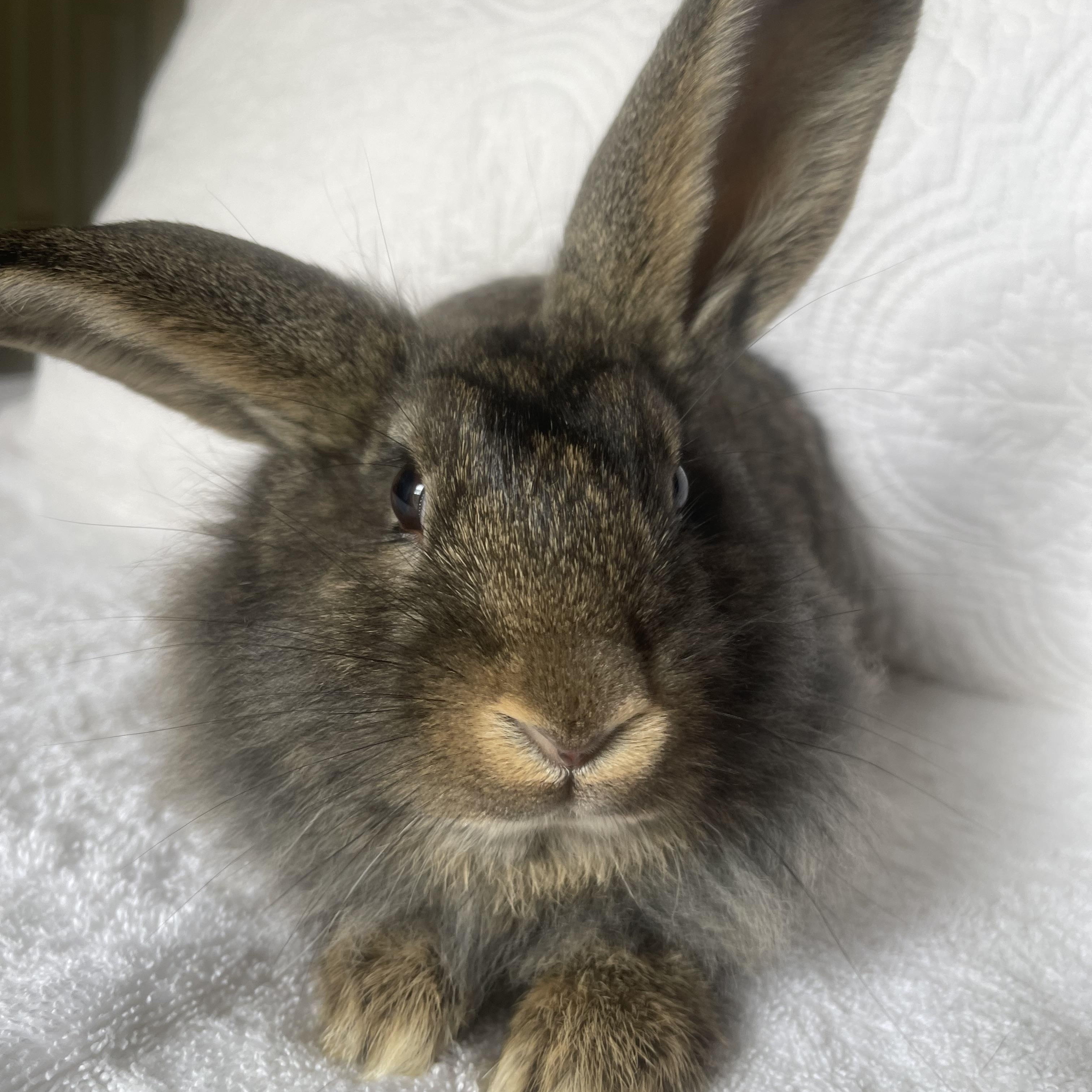 Enlarge Simba, a ADOPTABLE Lionhead in Birmingham, AL image 1/3