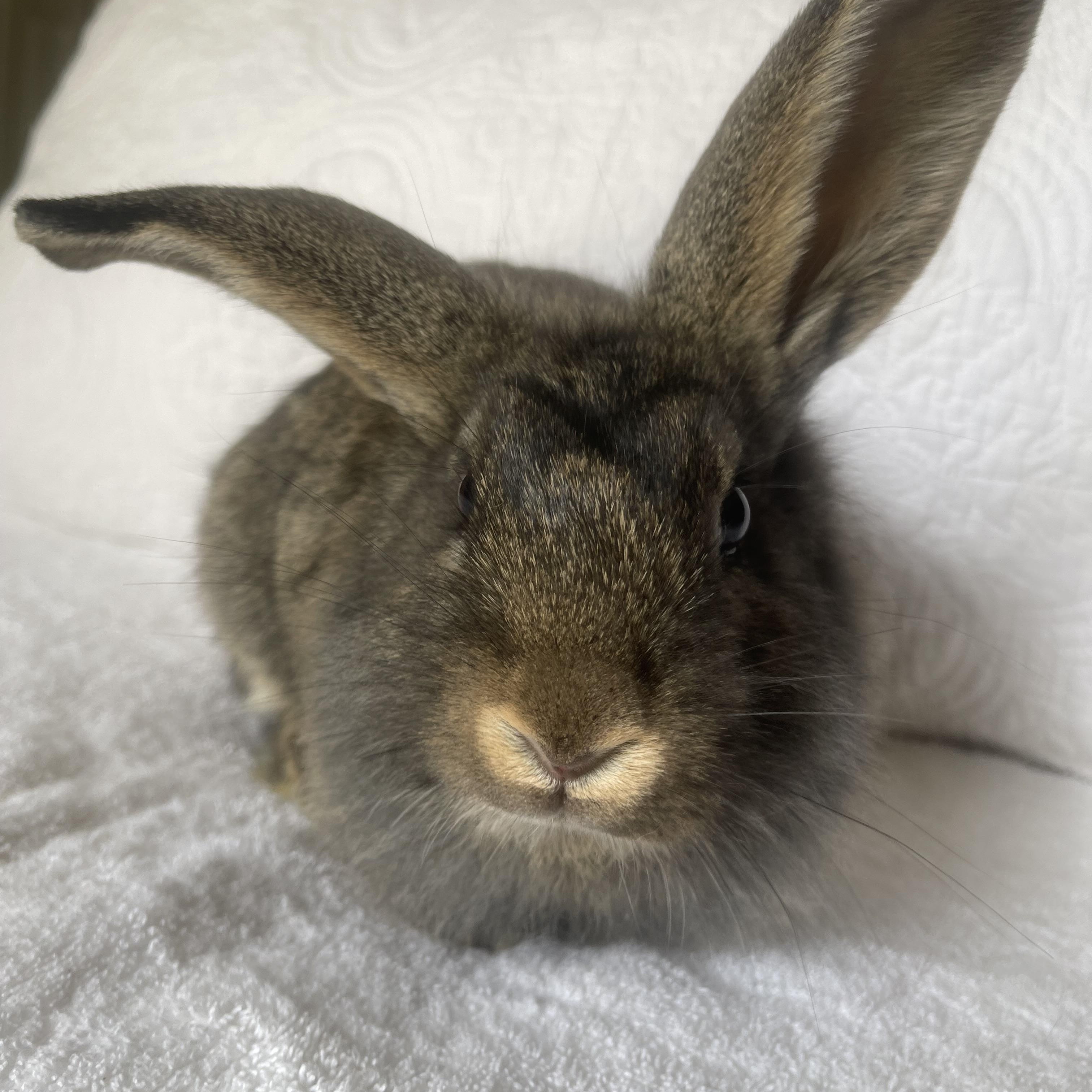 Enlarge Simba, a ADOPTABLE Lionhead in Birmingham, AL image 2/3
