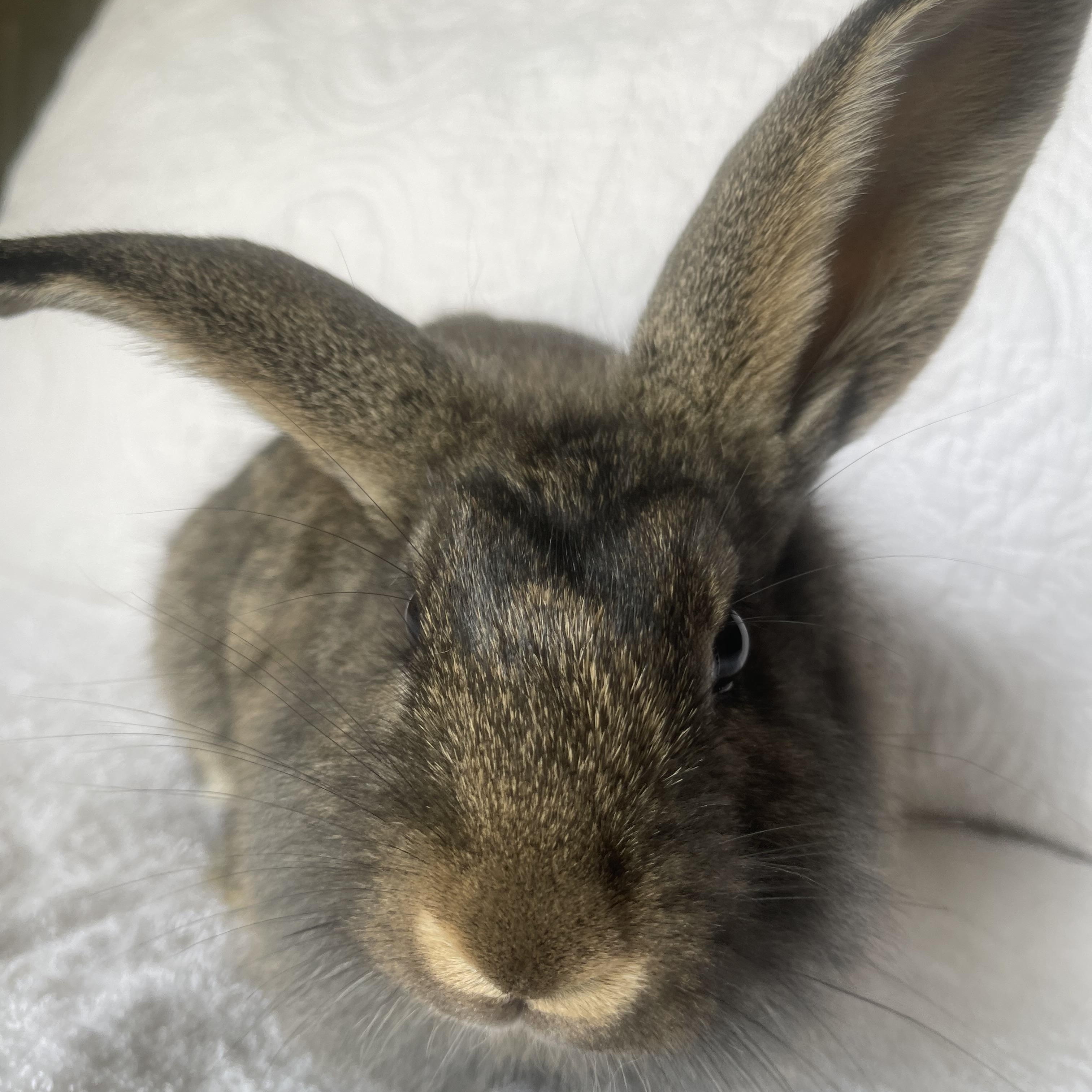 Enlarge Simba, a ADOPTABLE Lionhead in Birmingham, AL image 3/3