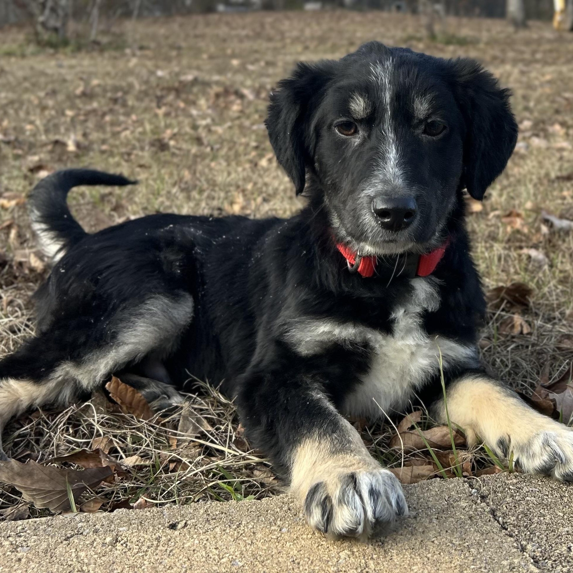 Enlarge Ralphie, a Adoptable mixed breed in Johnston, RI image 1/6
