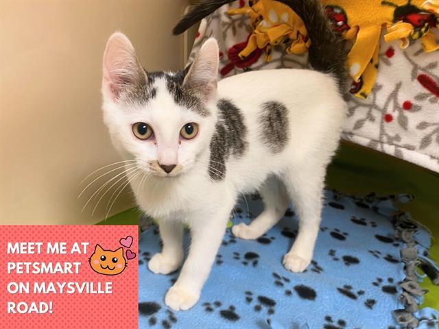 Enlarge DOTTEY, a Adoptable Domestic Short Hair in Fort Wayne, IN image 1/1