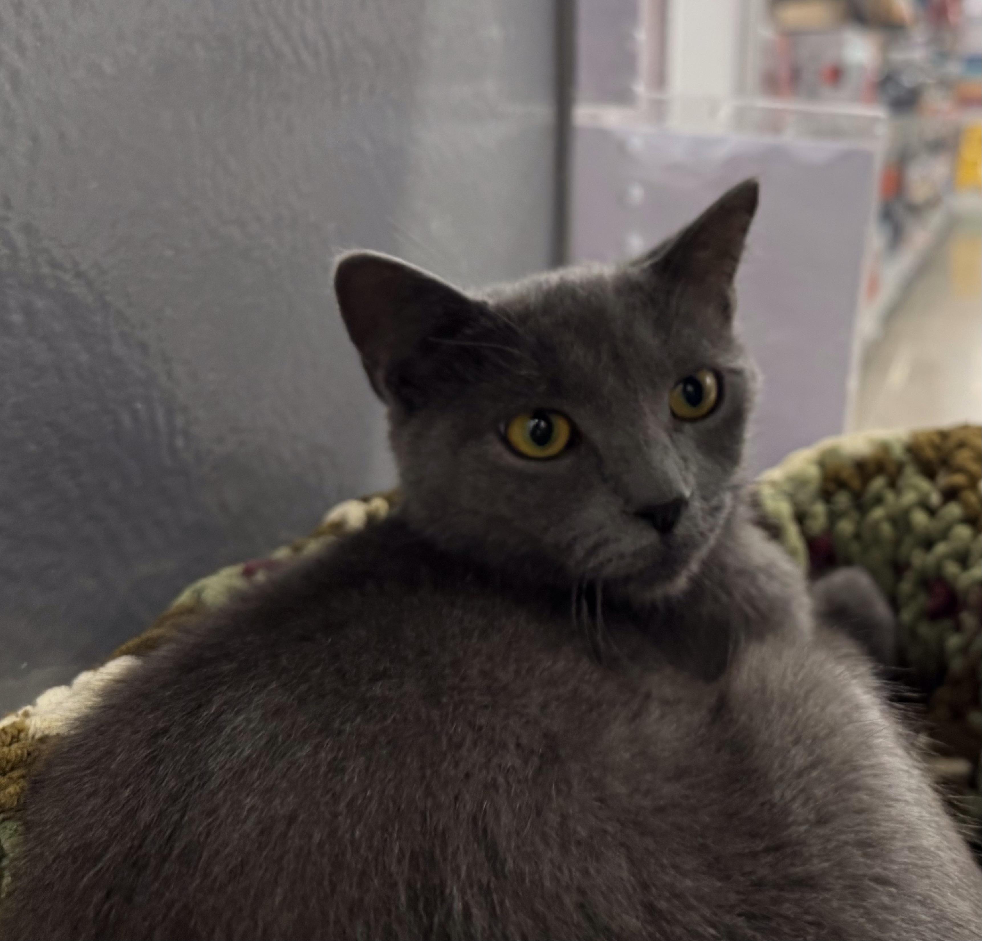 Regal, Adopted, Adult Female Domestic Short Hair.