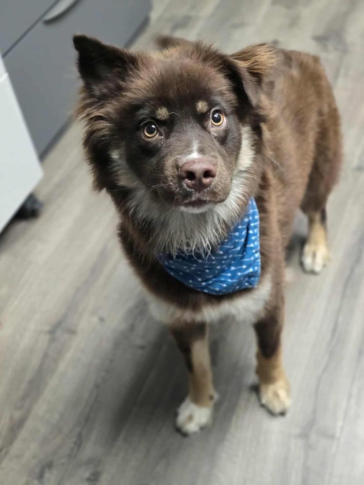 Shirley, Adoptable, Adult Female Australian Shepherd.