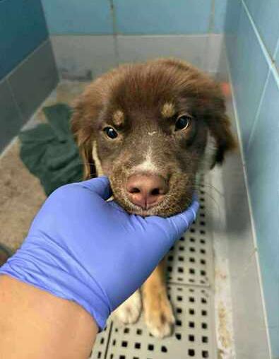 Enlarge Shirley, a Adoptable mixed breed in Aurora, CO image 2/2