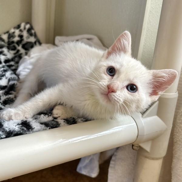 Lemon, Adoptable, Kitten Male Domestic Short Hair.