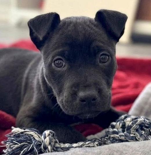 Duchess (AO36043), adopted, Puppy Female Labrador Retriever.