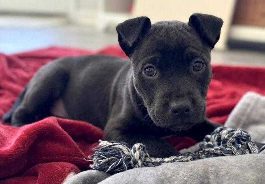 Enlarge Duchess (AO36043), an adopted mixed breed in Kansas City, KS image 2/2