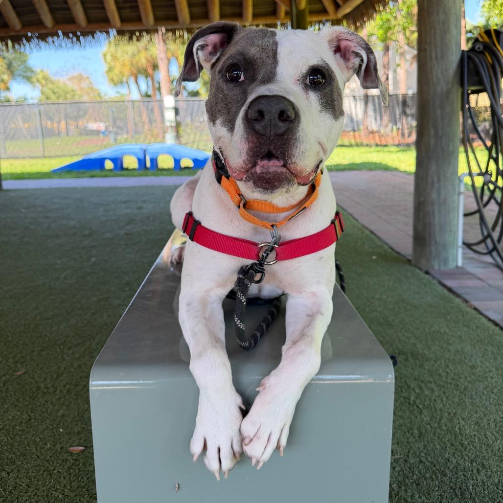 Enlarge Milo, a Adoptable Mixed Breed in West Palm Beach, FL image 1/6