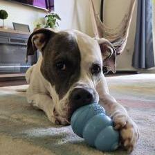 Enlarge Milo, a Adoptable Mixed Breed in West Palm Beach, FL image 2/6