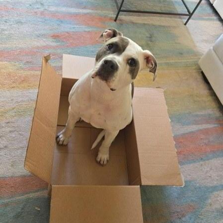 Enlarge Milo, a Adoptable Mixed Breed in West Palm Beach, FL image 3/6