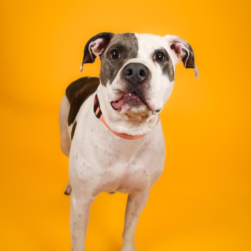 Enlarge Milo, a Adoptable Mixed Breed in West Palm Beach, FL image 1/6