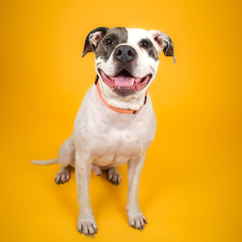 Enlarge Milo, a Adoptable Mixed Breed in West Palm Beach, FL image 2/6