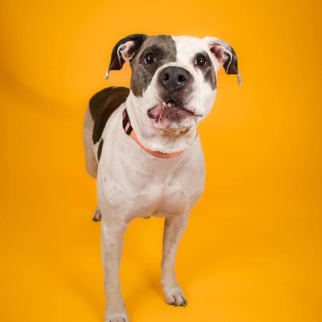 Enlarge Milo, a Adoptable Mixed Breed in West Palm Beach, FL image 3/6