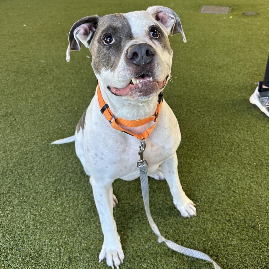 Enlarge Milo, a Adoptable Mixed Breed in West Palm Beach, FL image 4/6