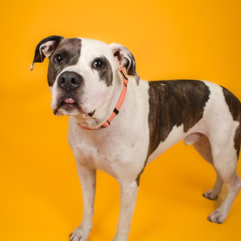 Enlarge Milo, a Adoptable Mixed Breed in West Palm Beach, FL image 5/6