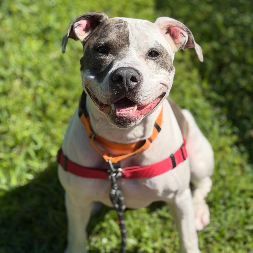 Enlarge Milo, a Adoptable Mixed Breed in West Palm Beach, FL image 6/6