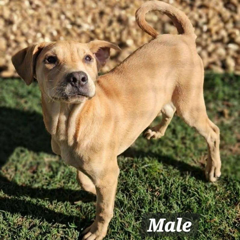 Rudy, ADOPTABLE, Puppy Male Mixed Breed.