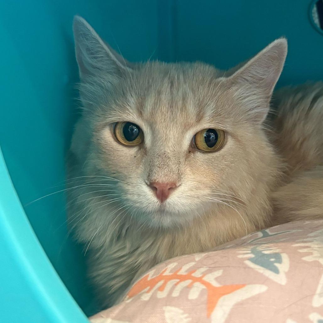 Anchor, a Adoptable Domestic Medium Hair in Louisville, KY image 1/3
