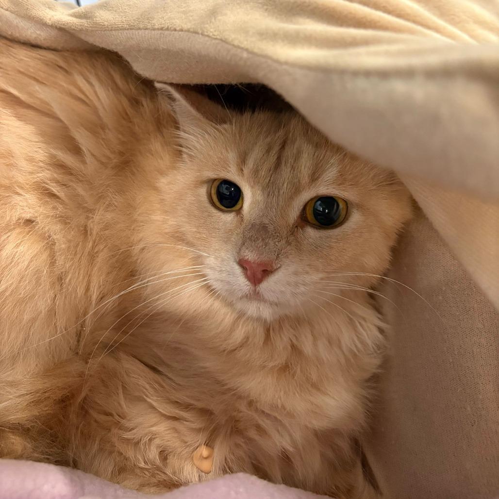 Anchor, a Adoptable Domestic Medium Hair in Louisville, KY image 2/3