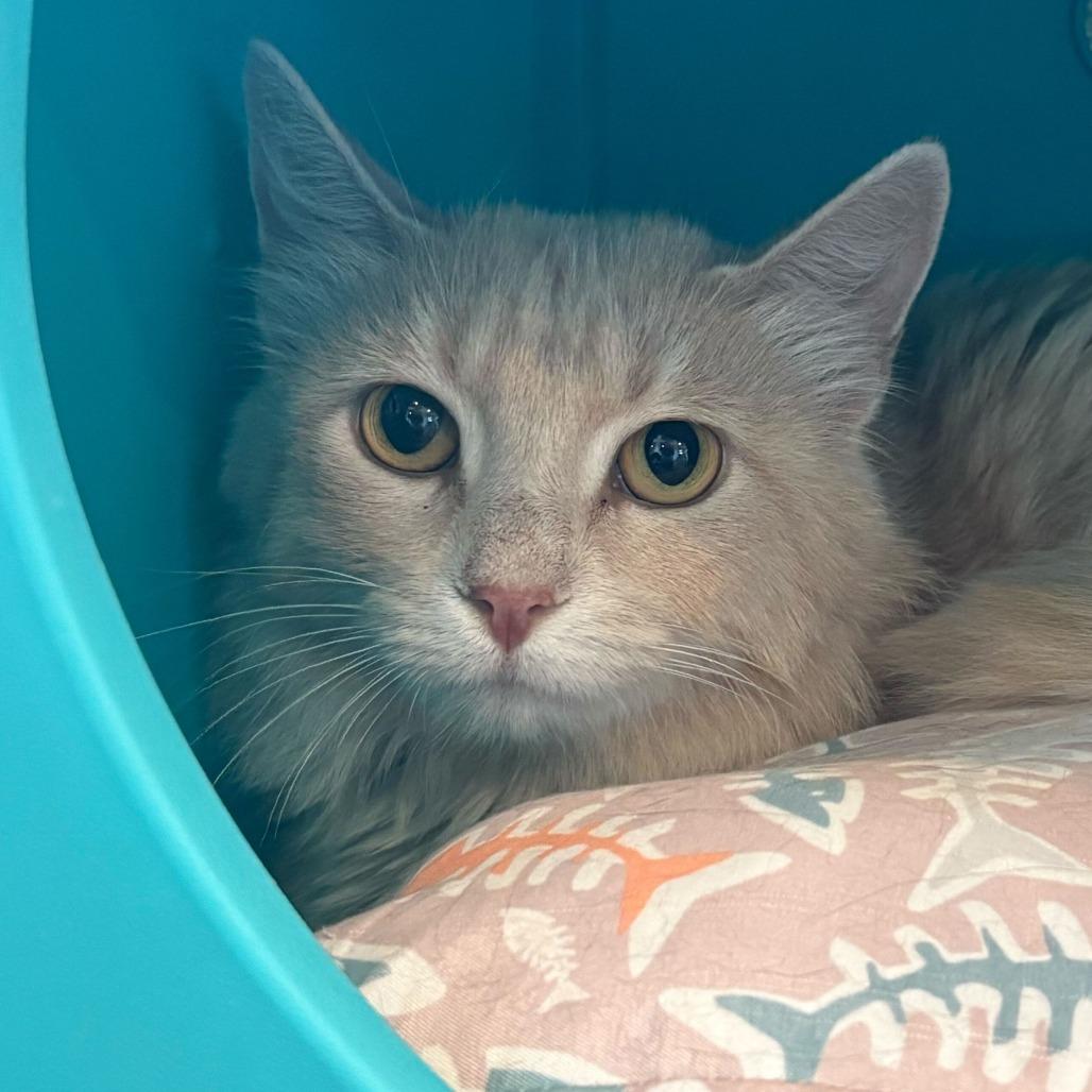 Anchor, a Adoptable Domestic Medium Hair in Louisville, KY image 3/3