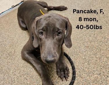 Enlarge Pancake, a Adoptable Weimaraner in Fayetteville, AR image 1/1