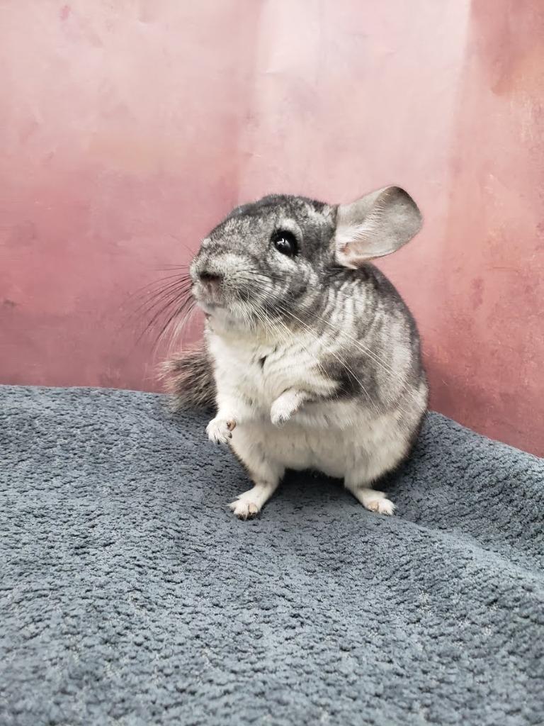 Enlarge Swiffer, a Adoptable Chinchilla in Eagle Mountain, UT image 1/2