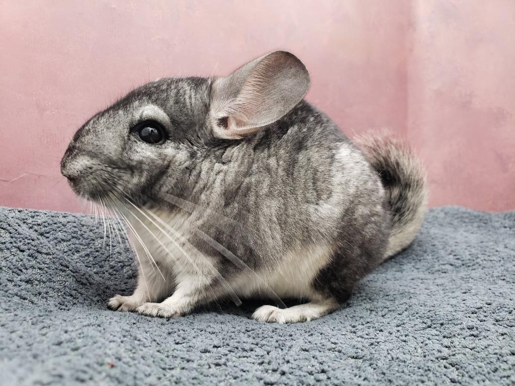 Enlarge Swiffer, a Adoptable Chinchilla in Eagle Mountain, UT image 2/2