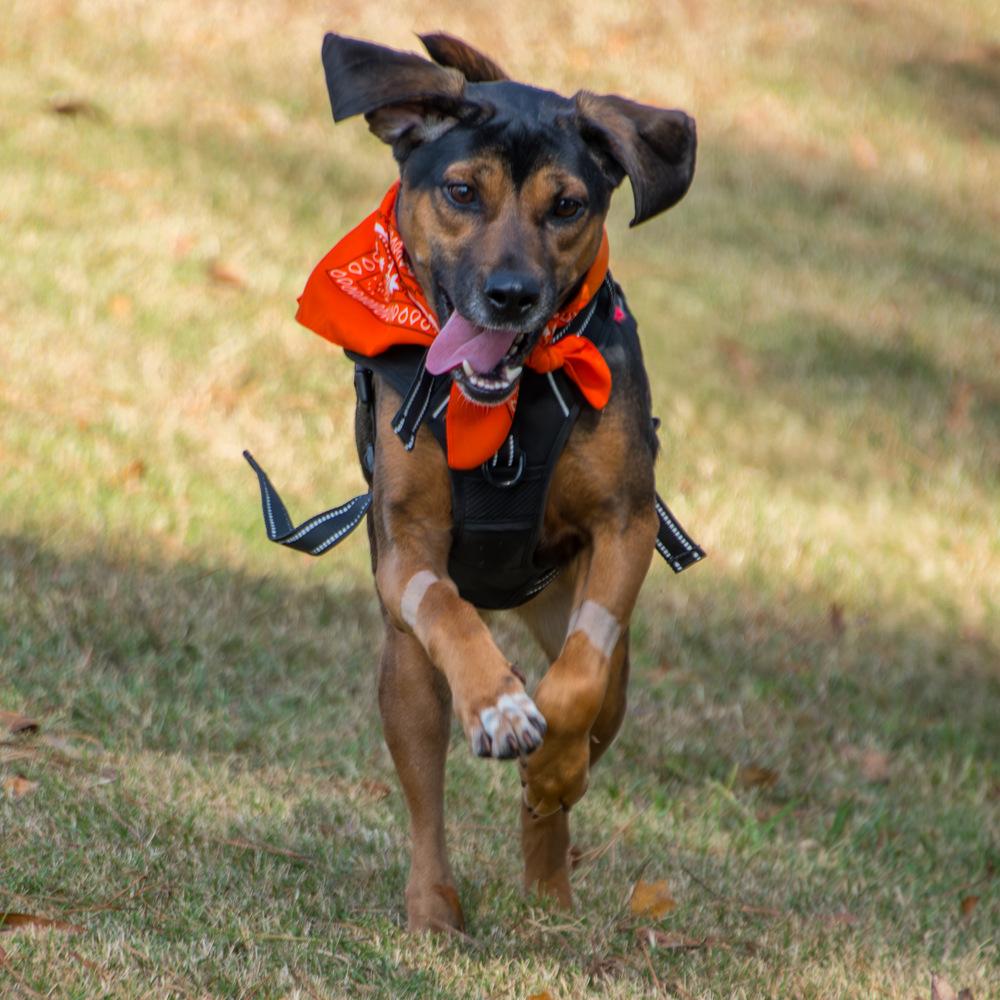 Enlarge Piper, a Adoptable Labrador Retriever in Marietta, GA image 1/6