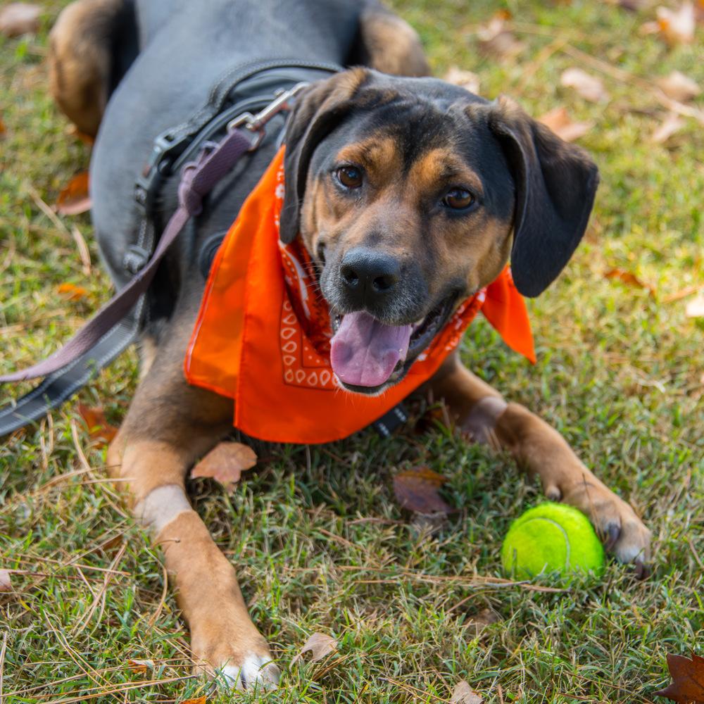 Enlarge Piper, a Adoptable Labrador Retriever in Marietta, GA image 2/6