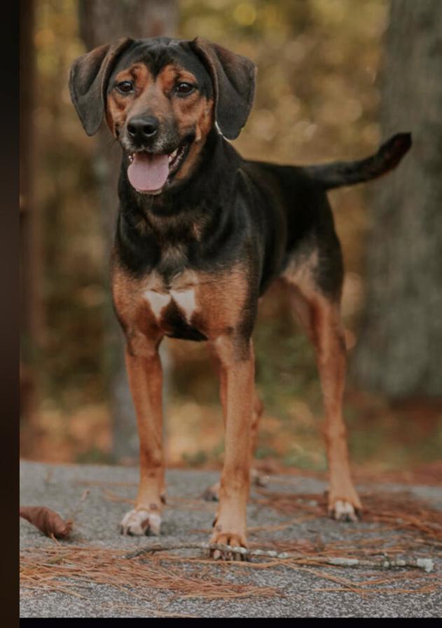 Enlarge Piper, a Adoptable Labrador Retriever in Marietta, GA image 3/6