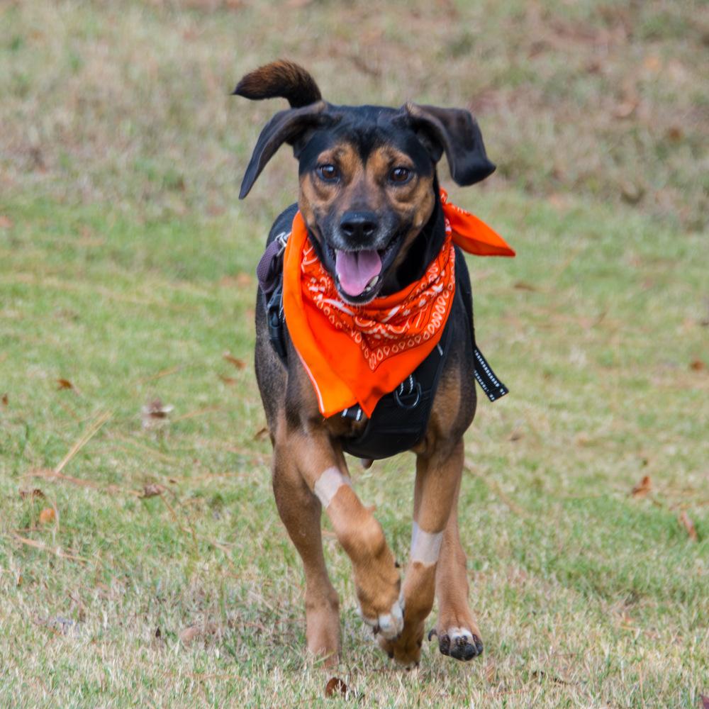 Enlarge Piper, a Adoptable Labrador Retriever in Marietta, GA image 4/6