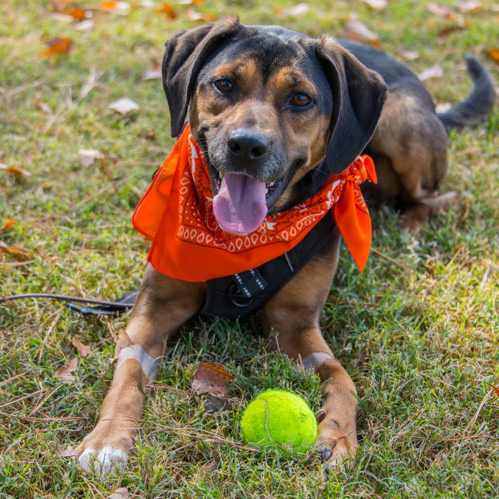 Enlarge Piper, a Adoptable Labrador Retriever in Marietta, GA image 5/6