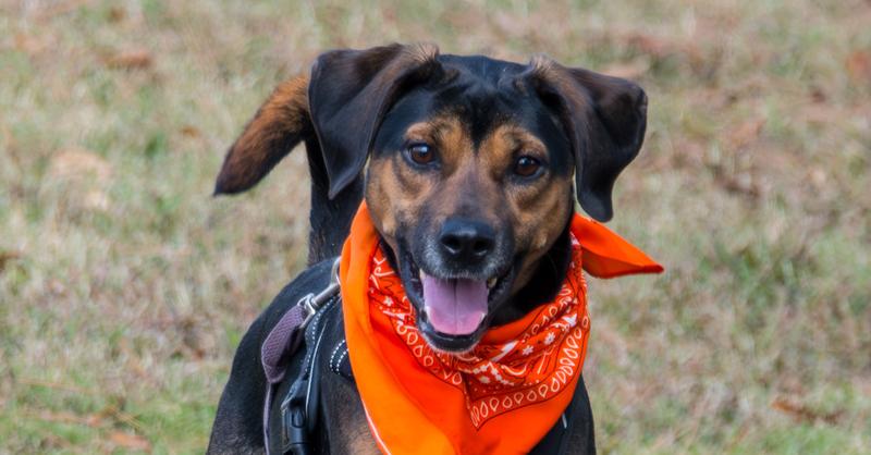 Enlarge Piper, a Adoptable Labrador Retriever in Marietta, GA image 6/6