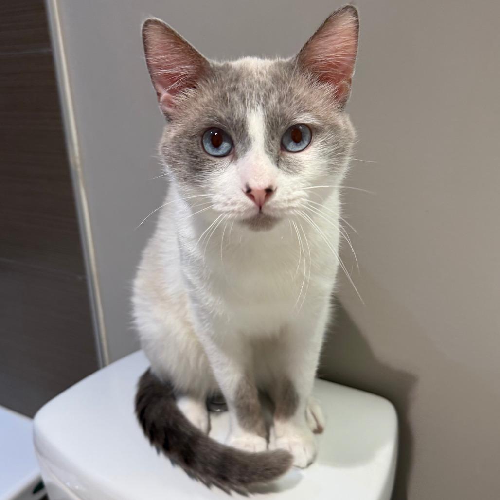 Jellyfish, a Adoptable Siamese in Lions Bay, BC image 1/4