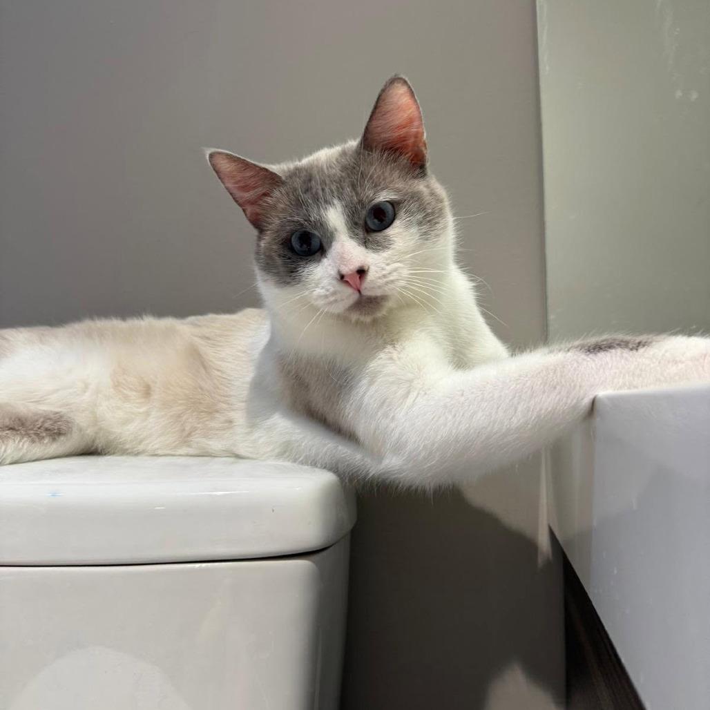 Jellyfish, a Adoptable Siamese in Lions Bay, BC image 2/4