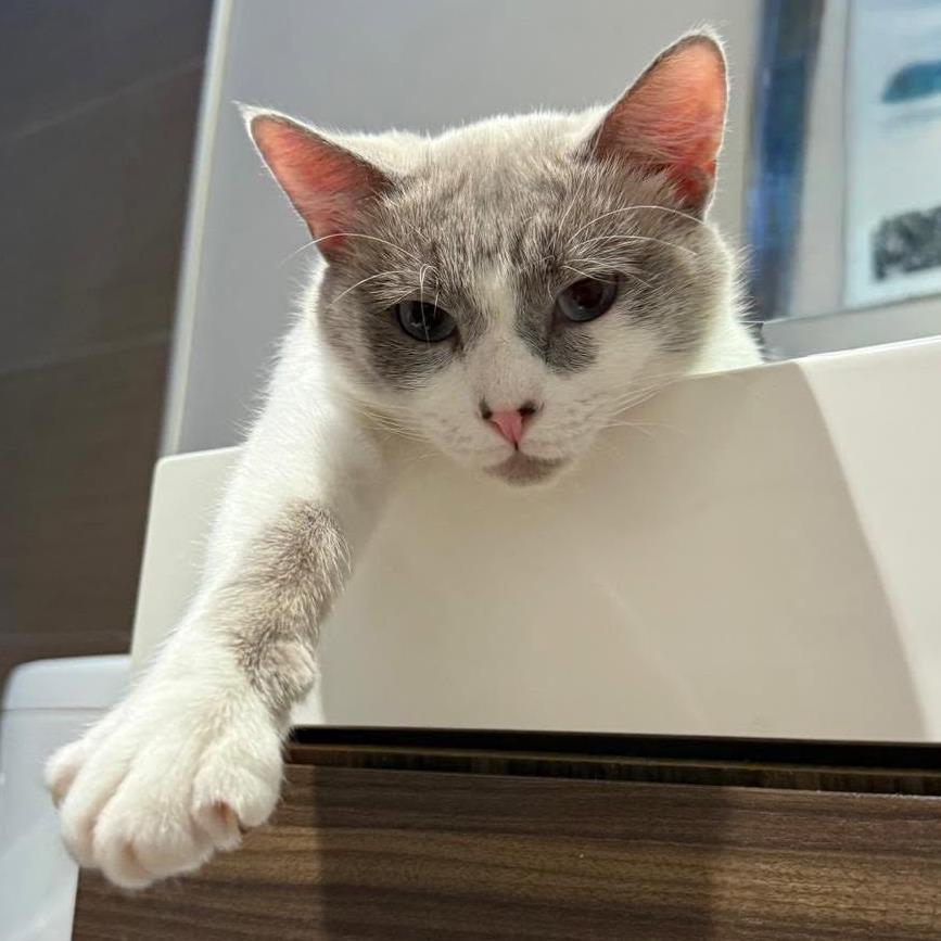 Jellyfish, a Adoptable Siamese in Lions Bay, BC image 3/4