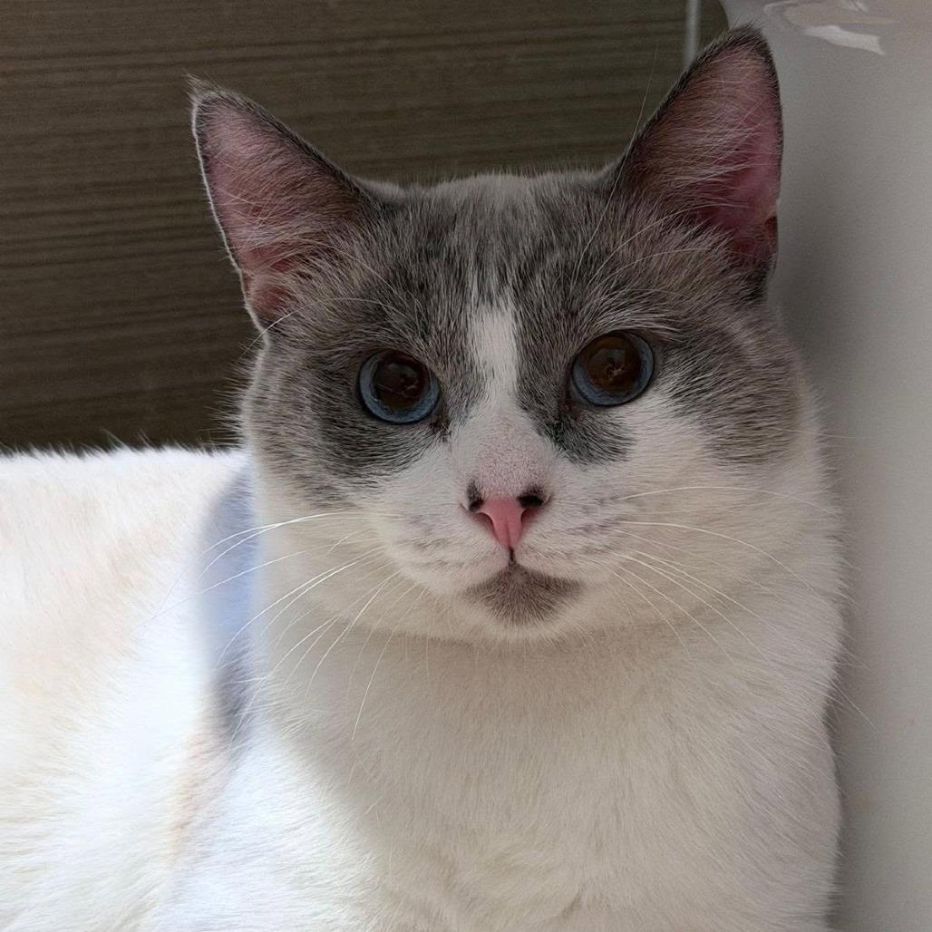 Jellyfish, a Adoptable Siamese in Lions Bay, BC image 4/4