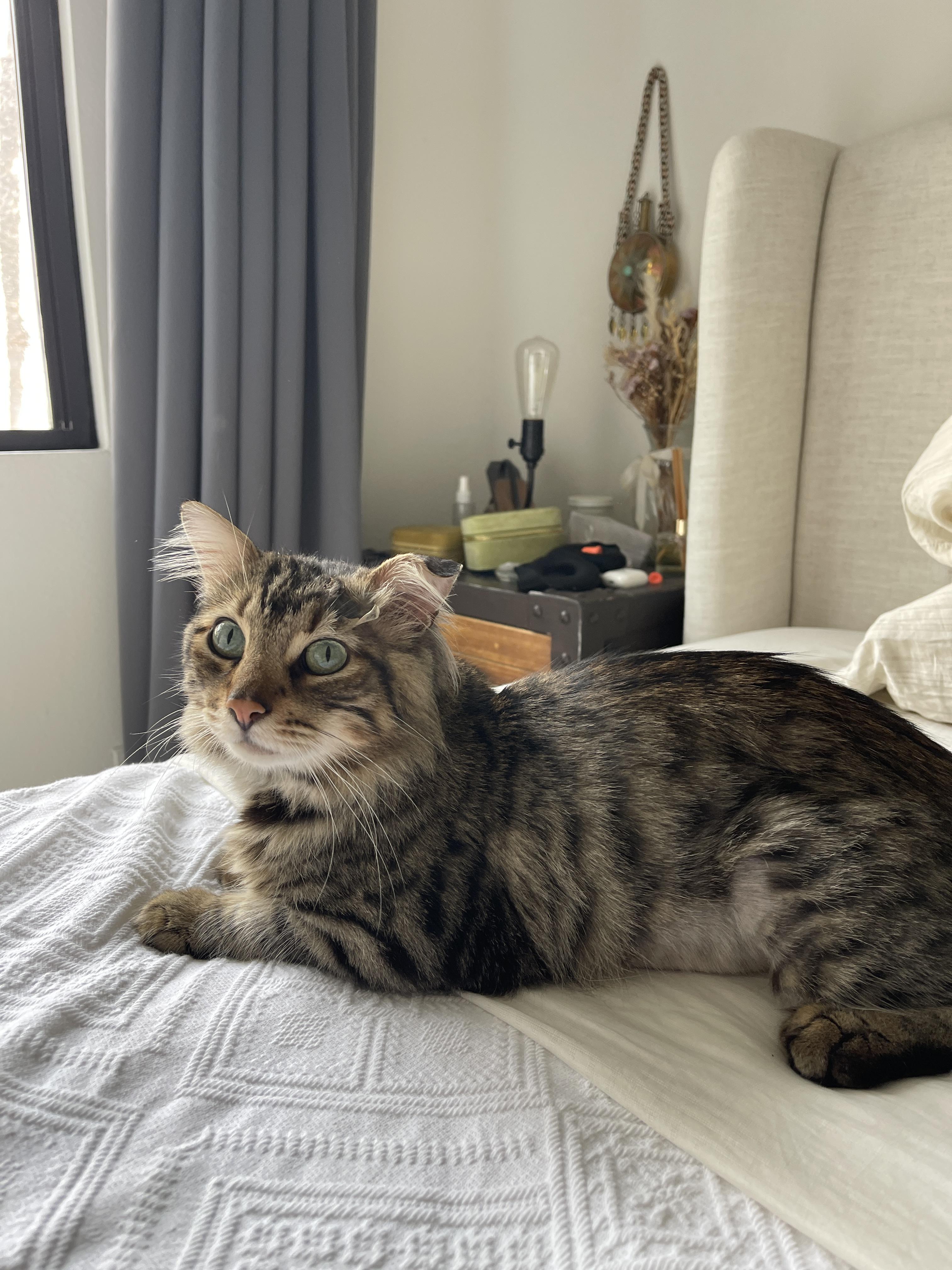 Frodo, adopted, Adult Male Domestic Medium Hair.