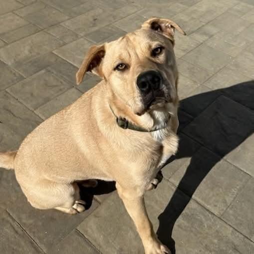 Rico, Adoptable, Adult Male Yellow Labrador Retriever.