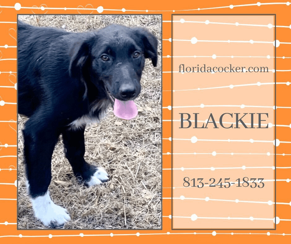Enlarge Blackie, a Adoptable mixed breed in Land O Lakes, FL image 1/2