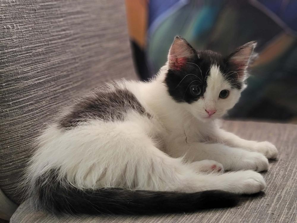Enlarge Marina, a Adoptable Domestic Long Hair in Emporia, KS image 1/5
