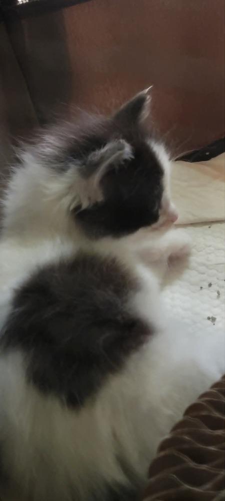 Enlarge Marina, a Adoptable Domestic Long Hair in Emporia, KS image 3/5