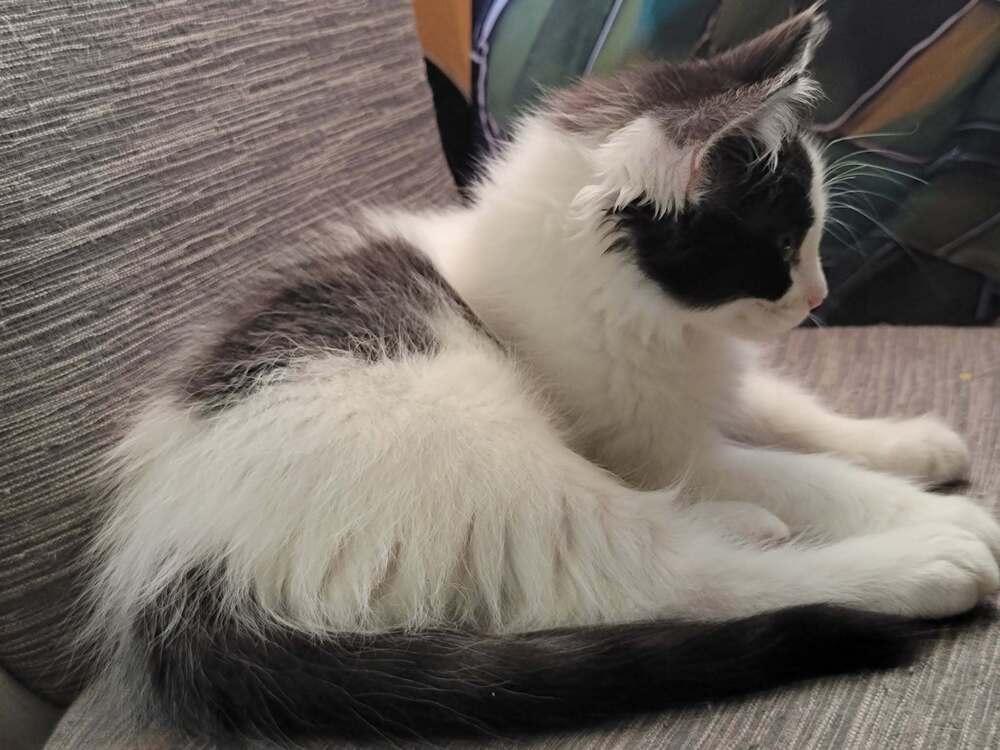 Enlarge Marina, a Adoptable Domestic Long Hair in Emporia, KS image 4/5